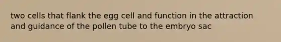 two cells that flank the egg cell and function in the attraction and guidance of the pollen tube to the embryo sac