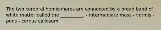 The two cerebral hemispheres are connected by a broad band of white matter called the __________. - intermediate mass - vermis - pons - corpus callosum