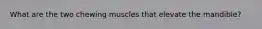 What are the two chewing muscles that elevate the mandible?