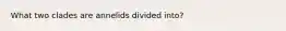 What two clades are annelids divided into?