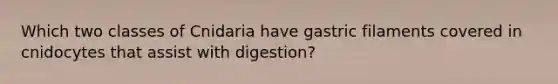 Which two classes of Cnidaria have gastric filaments covered in cnidocytes that assist with digestion?