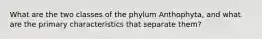 What are the two classes of the phylum Anthophyta, and what are the primary characteristics that separate them?