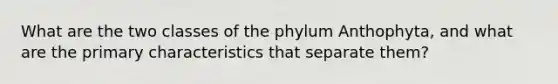 What are the two classes of the phylum Anthophyta, and what are the primary characteristics that separate them?