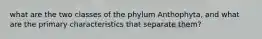 what are the two classes of the phylum Anthophyta, and what are the primary characteristics that separate them?