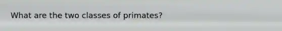 What are the two classes of primates?