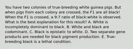 You have two colonies of true-breeding white guinea pigs. But when pigs from each colony are crossed, the F1 are all black! When the F1 is crossed, a 9:7 ratio of black:white is observed. What is the best explanation for this result? A. White is incompletely dominant to black. B. White and black are codominant. C. Black is epistatic to white. D. Two separate gene products are needed for black pigment production. E. True-breeding black is a lethal condition.