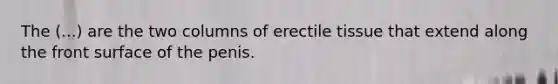 The (...) are the two columns of erectile tissue that extend along the front surface of the penis.