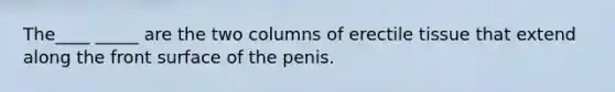 The____ _____ are the two columns of erectile tissue that extend along the front surface of the penis.