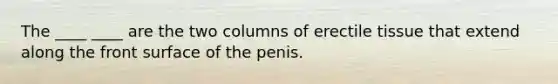 The ____ ____ are the two columns of erectile tissue that extend along the front surface of the penis.