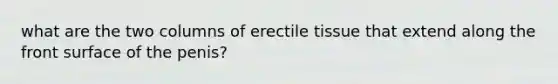 what are the two columns of erectile tissue that extend along the front surface of the penis?