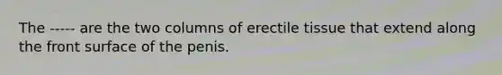 The ----- are the two columns of erectile tissue that extend along the front surface of the penis.