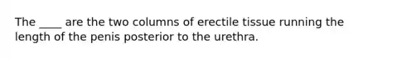 The ____ are the two columns of erectile tissue running the length of the penis posterior to the urethra.