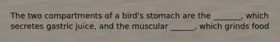 The two compartments of a bird's stomach are the _______, which secretes gastric juice, and the muscular ______, which grinds food