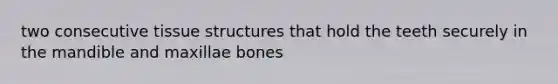 two consecutive tissue structures that hold the teeth securely in the mandible and maxillae bones