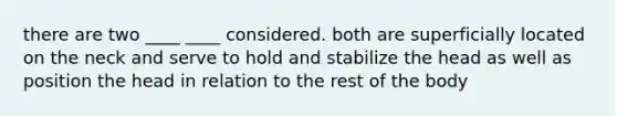 there are two ____ ____ considered. both are superficially located on the neck and serve to hold and stabilize the head as well as position the head in relation to the rest of the body