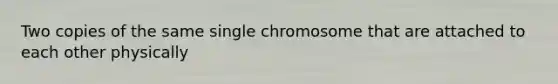 Two copies of the same single chromosome that are attached to each other physically