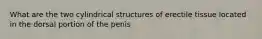 What are the two cylindrical structures of erectile tissue located in the dorsal portion of the penis