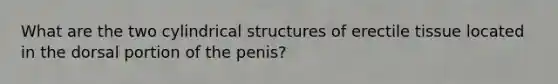 What are the two cylindrical structures of erectile tissue located in the dorsal portion of the penis?