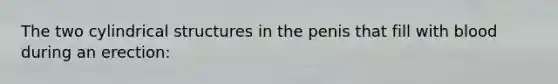 The two cylindrical structures in the penis that fill with blood during an erection:
