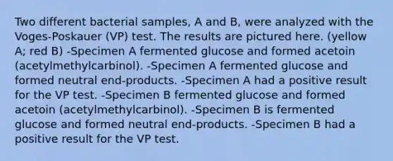 Two different bacterial samples, A and B, were analyzed with the Voges-Poskauer (VP) test. The results are pictured here. (yellow A; red B) -Specimen A fermented glucose and formed acetoin (acetylmethylcarbinol). -Specimen A fermented glucose and formed neutral end-products. -Specimen A had a positive result for the VP test. -Specimen B fermented glucose and formed acetoin (acetylmethylcarbinol). -Specimen B is fermented glucose and formed neutral end-products. -Specimen B had a positive result for the VP test.