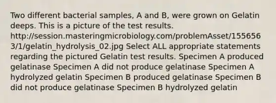 Two different bacterial samples, A and B, were grown on Gelatin deeps. This is a picture of the test results. http://session.masteringmicrobiology.com/problemAsset/1556563/1/gelatin_hydrolysis_02.jpg Select ALL appropriate statements regarding the pictured Gelatin test results. Specimen A produced gelatinase Specimen A did not produce gelatinase Specimen A hydrolyzed gelatin Specimen B produced gelatinase Specimen B did not produce gelatinase Specimen B hydrolyzed gelatin