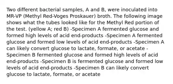 Two different bacterial samples, A and B, were inoculated into MR-VP (Methyl Red-Voges Proskauer) broth. The following image shows what the tubes looked like for the Methyl Red portion of the test. (yellow A; red B) -Specimen A fermented glucose and formed high levels of acid end-products -Specimen A fermented glucose and formed low levels of acid end-products -Specimen A can likely convert glucose to lactate, formate, or acetate -Specimen B fermented glucose and formed high levels of acid end-products -Specimen B is fermented glucose and formed low levels of acid end-products -Specimen B can likely convert glucose to lactate, formate, or acetate