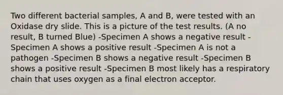 Two different bacterial samples, A and B, were tested with an Oxidase dry slide. This is a picture of the test results. (A no result, B turned Blue) -Specimen A shows a negative result -Specimen A shows a positive result -Specimen A is not a pathogen -Specimen B shows a negative result -Specimen B shows a positive result -Specimen B most likely has a respiratory chain that uses oxygen as a final electron acceptor.