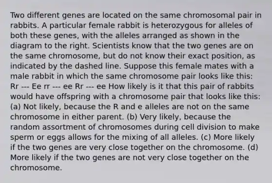 Two different genes are located on the same chromosomal pair in rabbits. A particular female rabbit is heterozygous for alleles of both these genes, with the alleles arranged as shown in the diagram to the right. Scientists know that the two genes are on the same chromosome, but do not know their exact position, as indicated by the dashed line. Suppose this female mates with a male rabbit in which the same chromosome pair looks like this: Rr --- Ee rr --- ee Rr --- ee How likely is it that this pair of rabbits would have offspring with a chromosome pair that looks like this: (a) Not likely, because the R and e alleles are not on the same chromosome in either parent. (b) Very likely, because the random assortment of chromosomes during cell division to make sperm or eggs allows for the mixing of all alleles. (c) More likely if the two genes are very close together on the chromosome. (d) More likely if the two genes are not very close together on the chromosome.