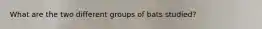 What are the two different groups of bats studied?