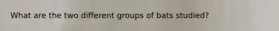 What are the two different groups of bats studied?