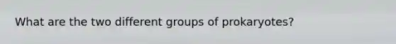 What are the two different groups of prokaryotes?