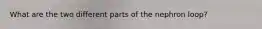 What are the two different parts of the nephron loop?