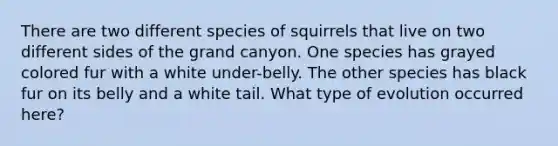 There are two different species of squirrels that live on two different sides of the grand canyon. One species has grayed colored fur with a white under-belly. The other species has black fur on its belly and a white tail. What type of evolution occurred here?