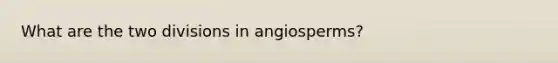 What are the two divisions in angiosperms?