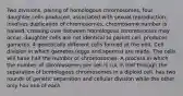 Two divisions, pairing of homologous chromosomes, four daughter cells produced, associated with sexual reproduction, involves duplication of chromosomes, chromosome number is halved, crossing over between homologous chromosomes may occur, daughter cells are not identical to parent cell, produces gametes. 4 genetically different cells formed at the end. Cell division in which gametes (eggs and sperms) are made. The cells will have half the number of chromosomes. A process in which the number of chromosomes per cell is cut in half through the separation of homologous chromosomes in a diploid cell. has two rounds of genetic separation and cellular division while the other only has one of each.