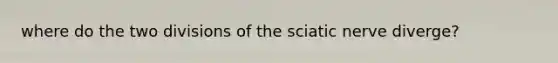 where do the two divisions of the sciatic nerve diverge?