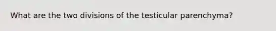 What are the two divisions of the testicular parenchyma?