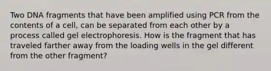 Two DNA fragments that have been amplified using PCR from the contents of a cell, can be separated from each other by a process called gel electrophoresis. How is the fragment that has traveled farther away from the loading wells in the gel different from the other fragment?