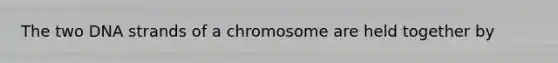 The two DNA strands of a chromosome are held together by