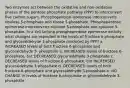 Two enzymes act between the oxidative and non-oxidative phases of the pentose phosphate pathway (PPP) to interconvert five carbon sugars. Phosphopentose isomerase interconverts ribulose 5-phosphate and ribose 5-phosphate. Phosphopentose epimerase interconverts ribulose 5-phosphate and xylulose 5- phosphate. In a cell lacking phosphopentose epimerase activity what changes are expected in the levels of fructose 6-phosphate and glyceraldehyde 3-phosphate produced by PPP? a. INCREASED levels of both fructose 6-phosphate and glyceraldehyde 3- phosphate b. INCREASED levels of fructose 6-phosphate, but DECREASED glyceraldehyde 3-phosphate c. DECREASED levels of fructose 6-phosphate, but INCREASED glyceraldehyde 3-phosphate d. DECREASED levels of both fructose 6-phosphate and glyceraldehyde 3-phosphate e. NO CHANGE in levels of fructose 6-phosphate or glyceraldehyde 3-phosphate