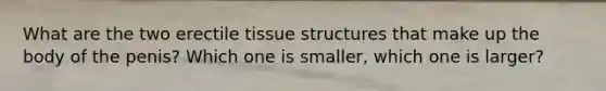 What are the two erectile tissue structures that make up the body of the penis? Which one is smaller, which one is larger?