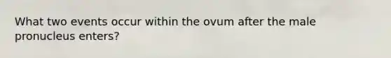 What two events occur within the ovum after the male pronucleus enters?