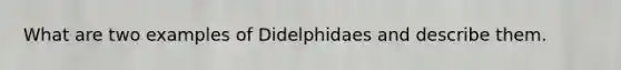 What are two examples of Didelphidaes and describe them.