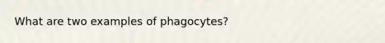 What are two examples of phagocytes?