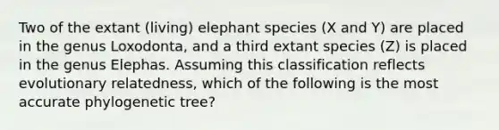 Two of the extant (living) elephant species (X and Y) are placed in the genus Loxodonta, and a third extant species (Z) is placed in the genus Elephas. Assuming this classification reflects evolutionary relatedness, which of the following is the most accurate phylogenetic tree?