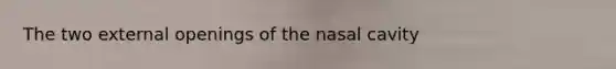 The two external openings of the nasal cavity