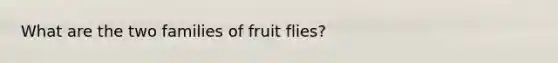 What are the two families of fruit flies?