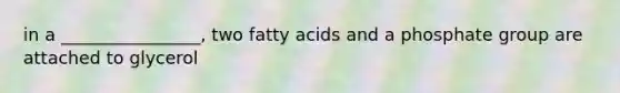 in a ________________, two fatty acids and a phosphate group are attached to glycerol