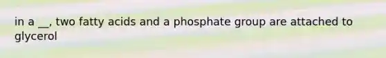 in a __, two fatty acids and a phosphate group are attached to glycerol