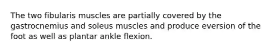 The two fibularis muscles are partially covered by the gastrocnemius and soleus muscles and produce eversion of the foot as well as plantar ankle flexion.